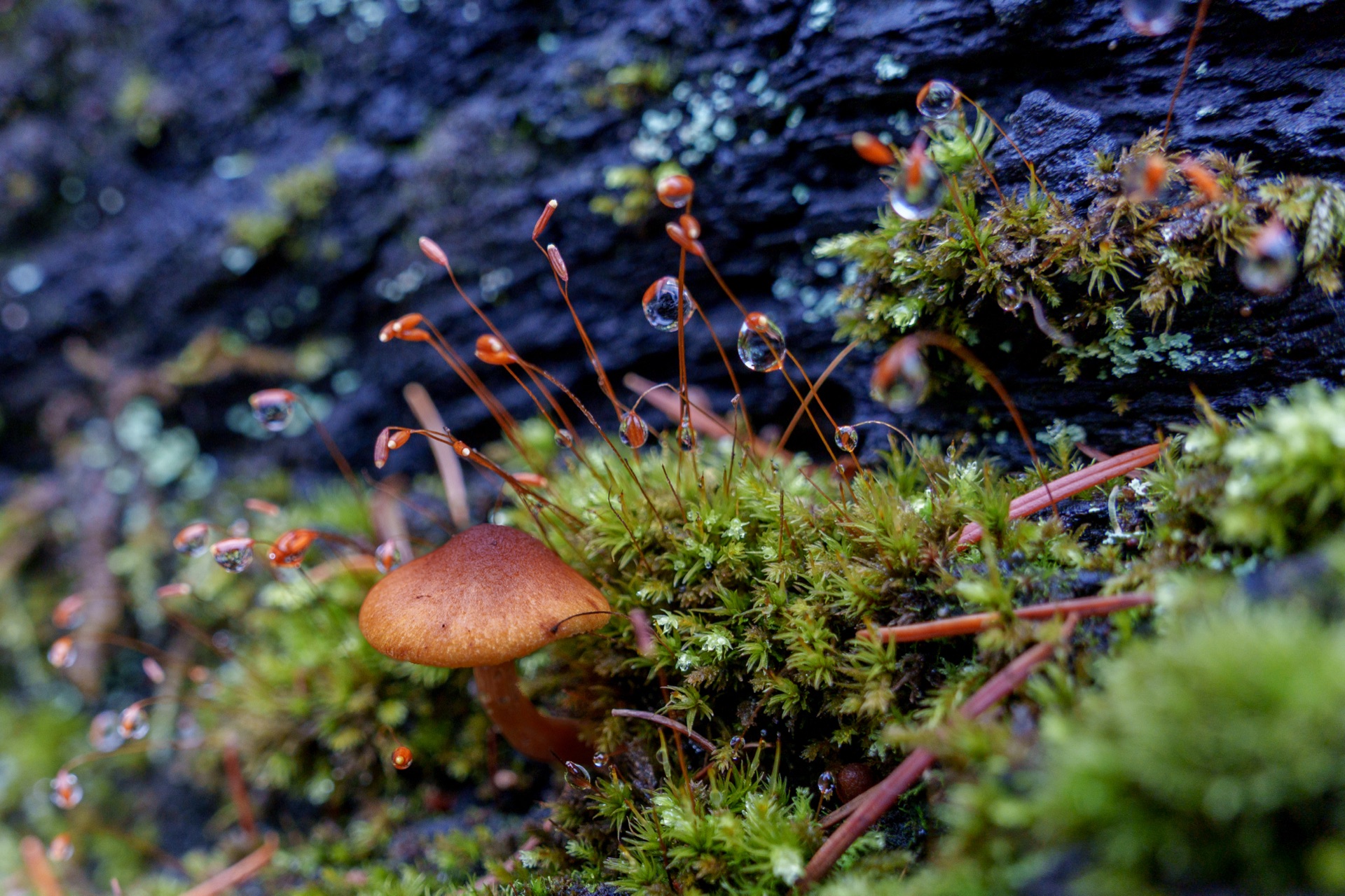Tiny mushroom ecosystem in moss with dew-tipped spore capsules